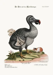 Der Dodo und das Meerschweinchen, 1749-73